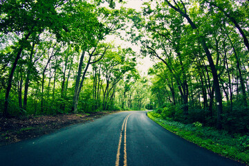 Obraz premium road in the forest