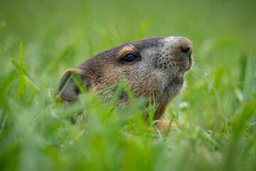 Profile of a juvenile Groundhog (Marmota monax) peeking from its burrow. Raleigh, North Carolina.