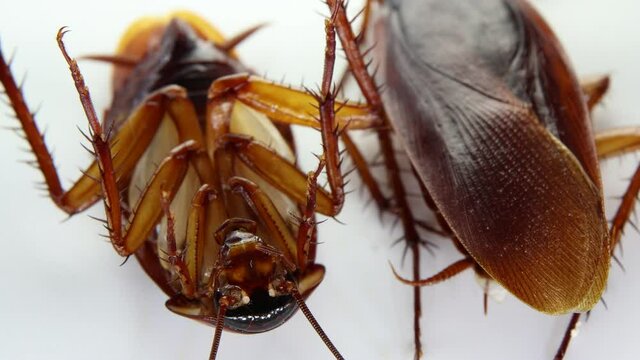 Blattodea slept dead and but can move