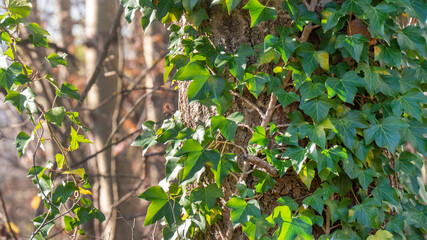 Climbing ivy plant Hedera helix in forest tree 
