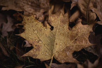Raindrops fallen on an autumn leaf lying on the ground