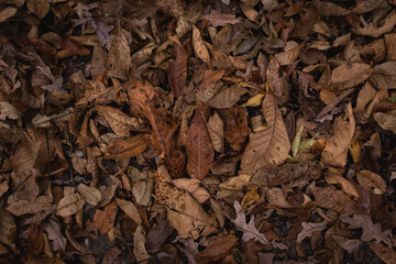 Brown leaves on the ground