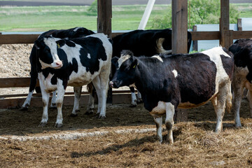 Livestock farm. Close-up. Cows stand in a pen at a dairy farm