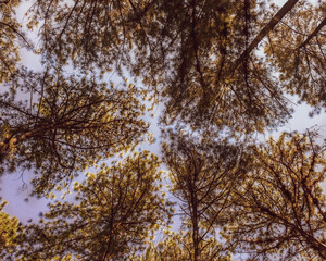 trees and sky  