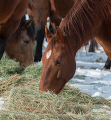 horses eating hay in the winter equine feed and nutrition munching on forage in the snow to keep warm © Shawn Hamilton CLiX 