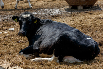 Livestock farm. Close-up. A black-and-white cow lies in a pasture on hay prepared among other cows. Milk's farm.