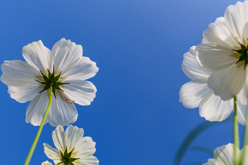 Royal Blue Art Minimalist Nature Photography White Flower