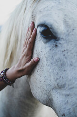 Young woman caressing white horse