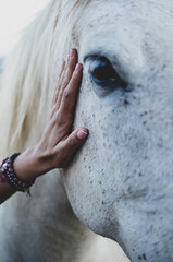Fototapeta premium Young woman caressing white horse