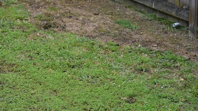 time-lapse of the shadow and sunlight go through the gaps of the fence on the ground green grass