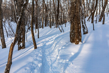 森の中へと続く雪の道