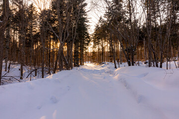 夕日に染まる雪道