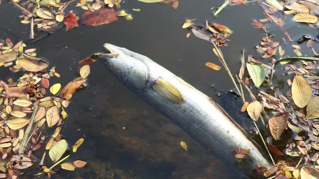 Dead fish in an industrial canal