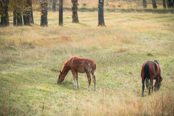 Beautiful horse on the field. Selective focus. 