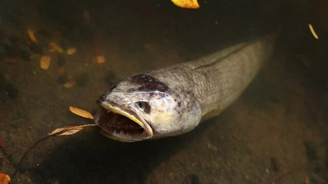 Dead fish in an industrial canal