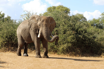 Fototapeta premium Afrikanischer Elefant / African elephant / Loxodonta africana
