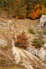 a limestone cliff in swabian alb in autumn