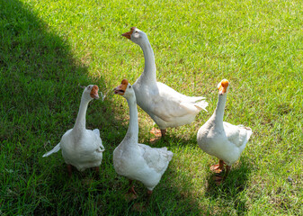 Ducks Geese and Swans 