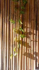 Bamboo Wall with Ivy 
