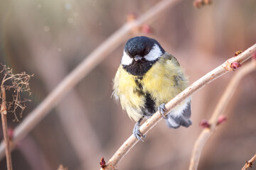 Cute bird Great tit, songbird sitting on a branch without leaves in the autumn or winter.
