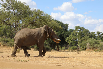 Afrikanischer Elefant / African elephant / Loxodonta africana