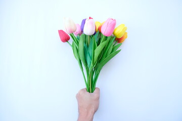 tulip colorful flower on white background