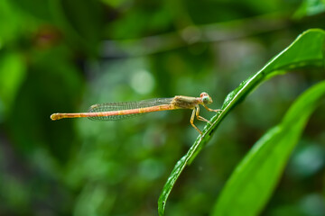 Ischnura aurora also known as the aurora bluetail, is a species of damselfly in the family...