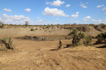 Fototapeta na wymiar Afrikanischer Elefant im Mphongolo River/ African elephant in Mphongolo River / Loxodonta africana.