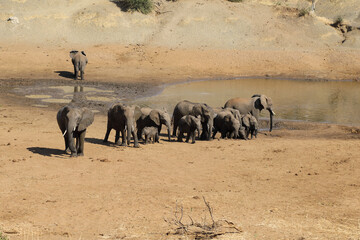 Afrikanischer Elefant am Mphongolo River/ African elephant at Mphongolo River / Loxodonta africana.