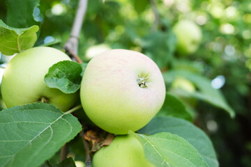 Ripe green apples on the tree. Green apples on a branch ready to be harvested. Closeup