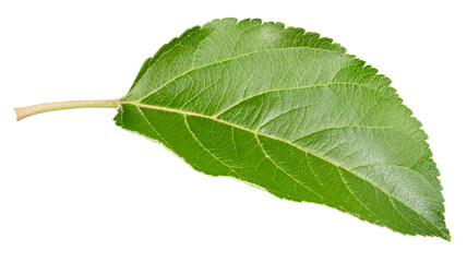 Apple leaf isolated on a white background