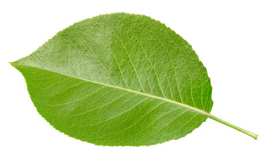Fototapeta na wymiar Pear leaf isolated on a white background