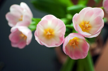 Beautiful pink tulips at home