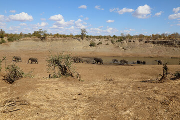 Afrikanischer Elefant im Mphongolo River/ African elephant in Mphongolo River / Loxodonta africana.