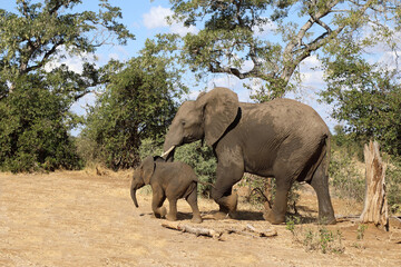Naklejka premium Afrikanischer Elefant / African elephant / Loxodonta africana.