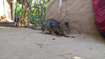 Cute black and brown cat eating food