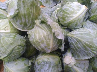Cabbage in the Market