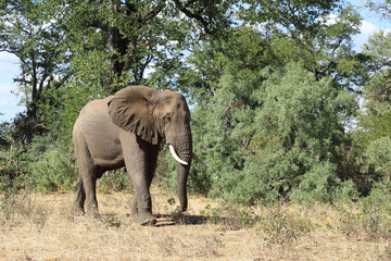 Obraz premium Afrikanischer Elefant / African elephant / Loxodonta africana