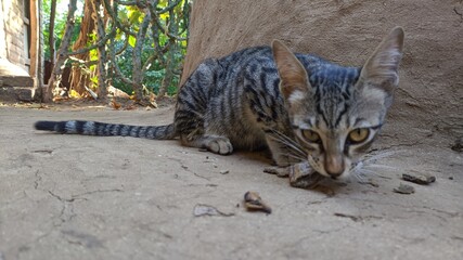 Cute black and brown cat eating food