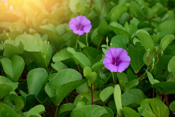 Closeup of Beach Morning Glory or Goat's Foot Creeper growing on the beach with natural background.