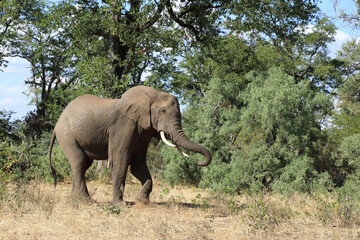 Obraz premium Afrikanischer Elefant / African elephant / Loxodonta africana