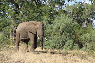 Obraz premium Afrikanischer Elefant / African elephant / Loxodonta africana