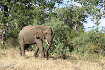 Afrikanischer Elefant / African elephant / Loxodonta africana