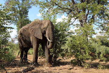 Obraz premium Afrikanischer Elefant / African elephant / Loxodonta africana