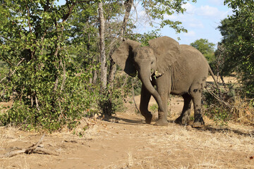 Obraz premium Afrikanischer Elefant / African elephant / Loxodonta africana
