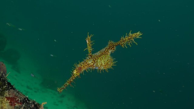 yellow harlequin ghost pipefish hovering in open water