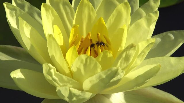 Two busy tropical bees gathering pollen in a perfectly shaped, bright and beautiful yellow Thai lotus, on a hot and windy day.