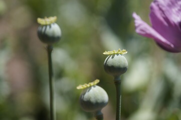 Flor de Amapola