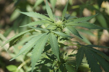 Quema de platio de Mariguana