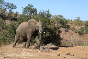 Fototapeta premium Afrikanischer Elefant / African elephant / Loxodonta africana.
